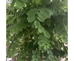 Bolacacia op stam - Robinia pseudoacacia 'Umbraculifera'