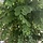 Bolacacia op stam - Robinia pseudoacacia 'Umbraculifera'