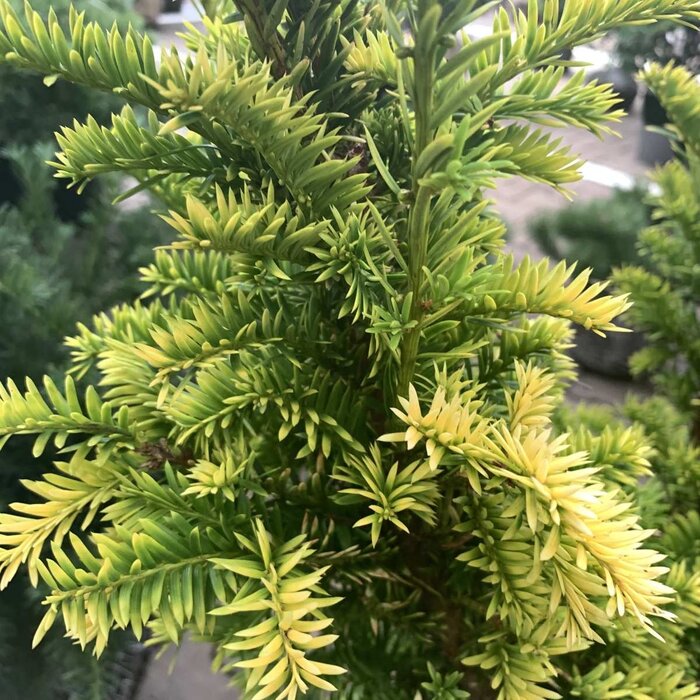 Taxus - Taxus baccata 'Semperaurea'
