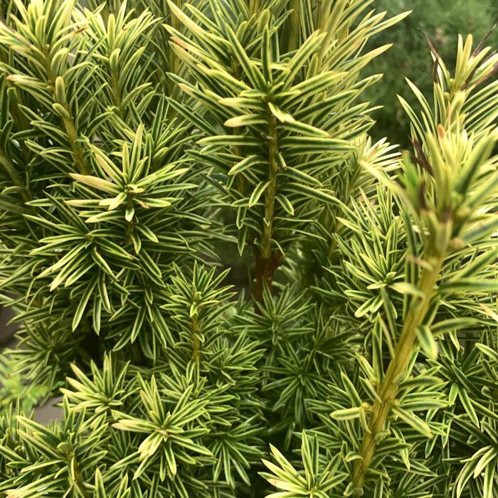 Ierse taxus - Taxus baccata 'Fastigiata Aurea'
