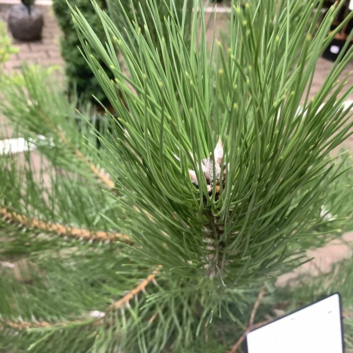 Pinus nigra 'Nigra' - Zwarte den (Kale wortel)