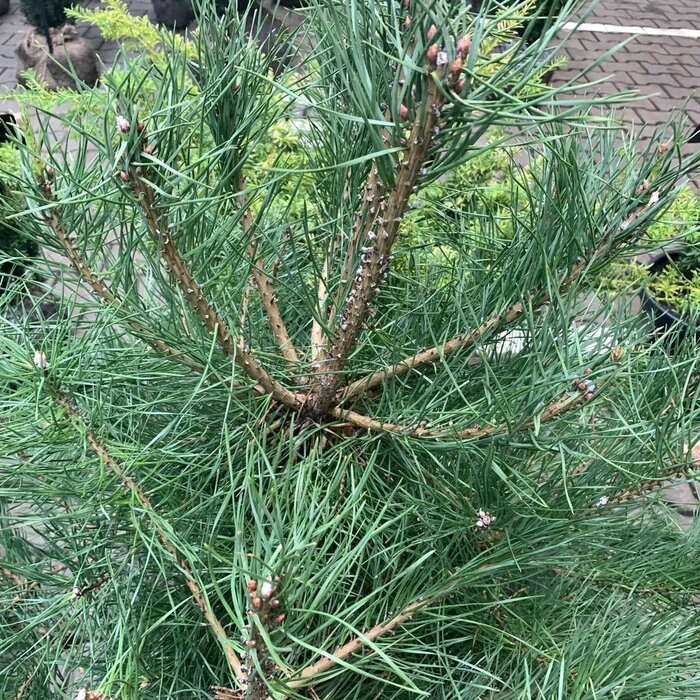 Pinus sylvestris - Grove den (Kale wortel)