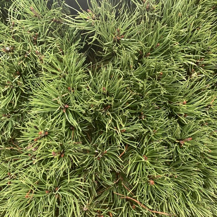 Dwergden - Pinus mugo pumilio