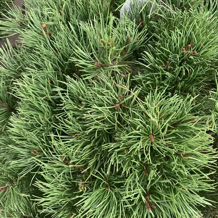 Dwergden - Pinus mugo mugo