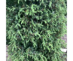 Jeneverbes - Juniperus communis 'Hibernica'