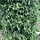 Jeneverbes - Juniperus communis 'Hibernica'