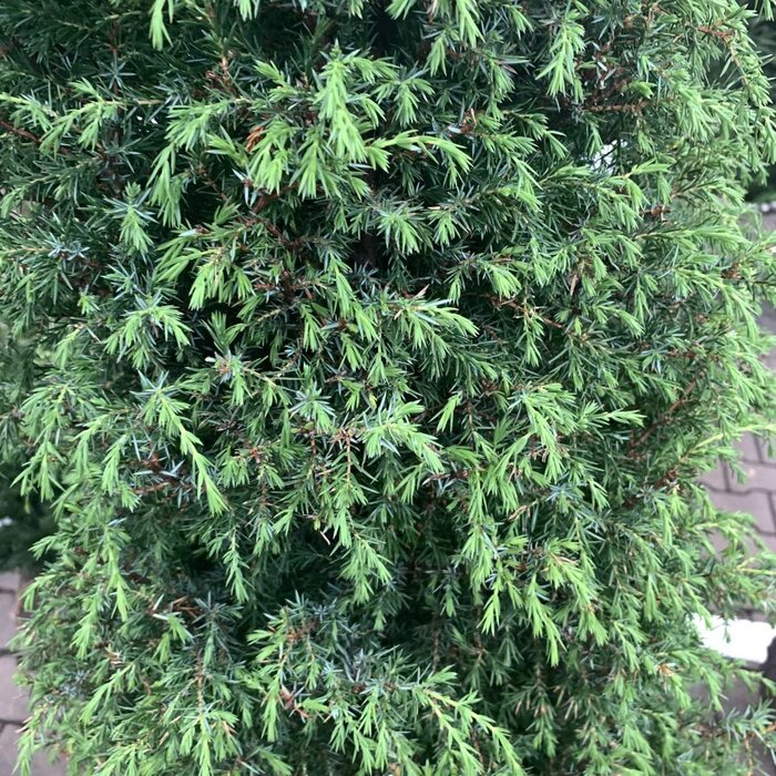 Jeneverbes - Juniperus communis 'Hibernica'