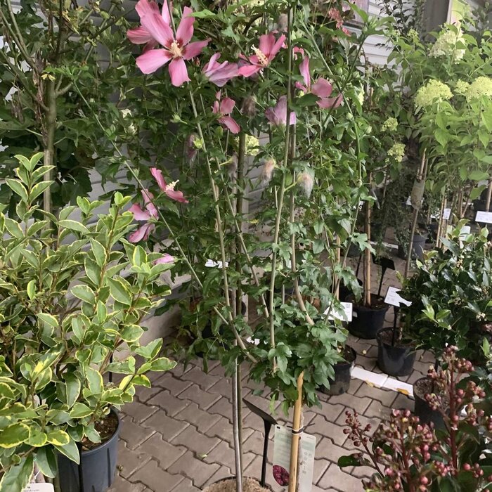 Altheastruik op stam - Hibiscus syriacus 'Woodbridge'