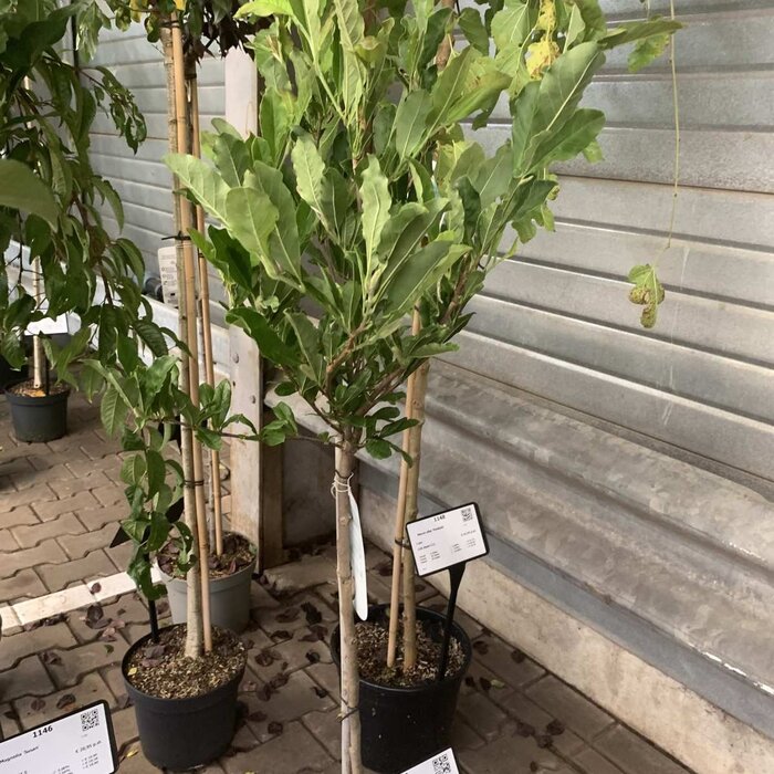 Beverboom op stam - Magnolia 'Susan'