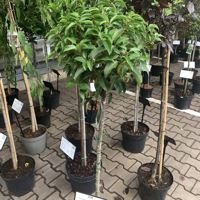 Laurierkers op stam - Prunus lusitanica 'Angustifolia'