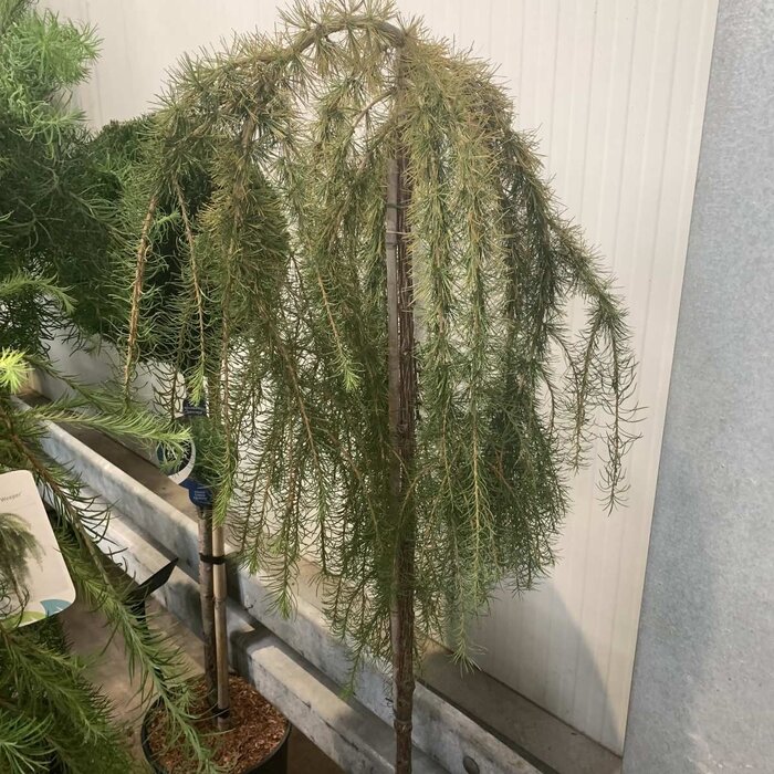 Japanse treurlok op stam - Larix kaempferi 'Stiff Weeper'