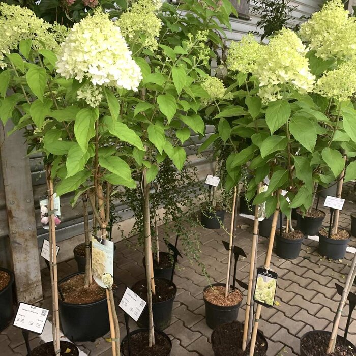 Pluimhortensia  op stam - Hydrangea paniculata 'Kyushu'