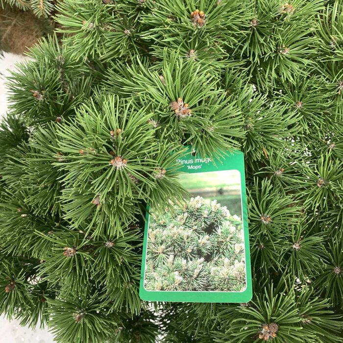 Bergden - Pinus mugo 'Mops'