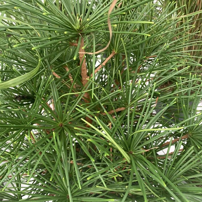 Japanse parapluden - Sciadopitys verticillata