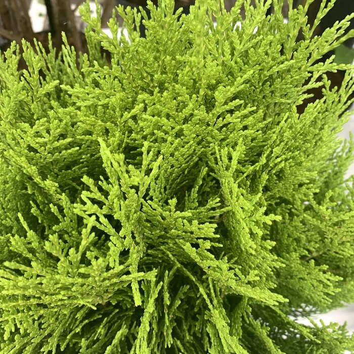 Dwergconifeer - Platycladus orientalis 'Aurea Nana'