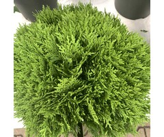 Thuja occidentalis 'Danica' - Westerse levensboom