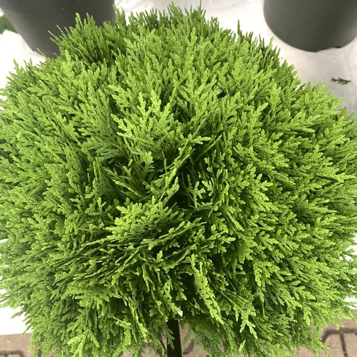 Westerse levensboom - Thuja occidentalis 'Danica'