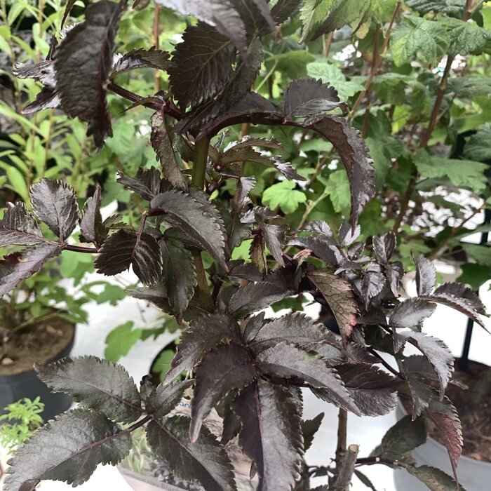 Zwarte vlier (Sambucus nigra Black Tower')