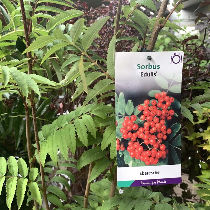 Lijsterbes - Sorbus aucuparia edulis