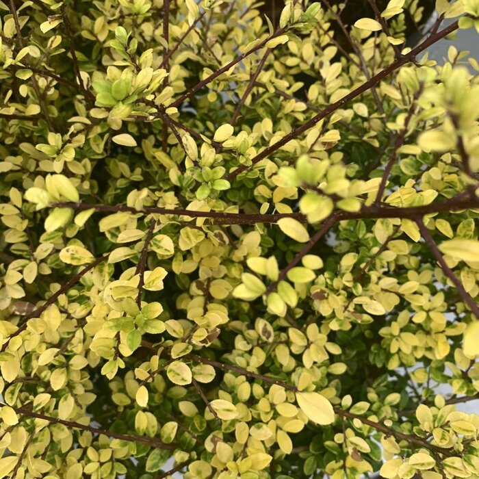 Japanse hulst (Ilex crenata 'Golden Gem')