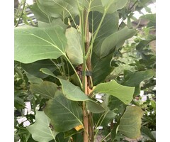 Tulpenboom - Liriodendron tulipifera 'Fastigiatum' (Zuilboom)