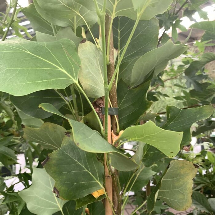 Zuilvormige Tulpenboom - Liriodendron tulipifera 'Fastigiatum'