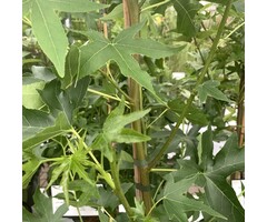 Amberboom - Liquidambar styraciflua