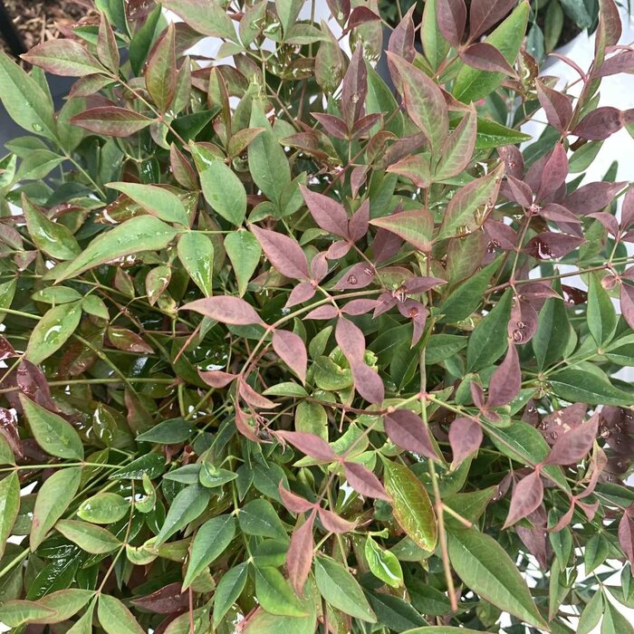 Hemelse bamboe (Nandina domestica 'Obsessed' )