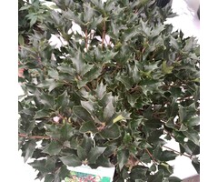 Schijnhulst - Osmanthus heterophyllus 'Purpureus'