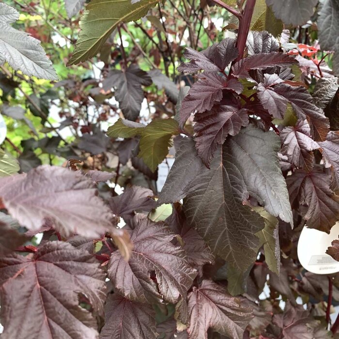 Sneeuwbalspirea (Physocarpus opulifolius 'Diable d'Or' )