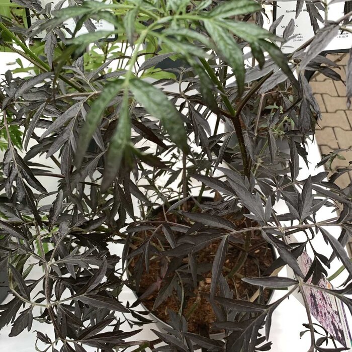 Zwarte vlier (Sambucus nigra Black Lace )