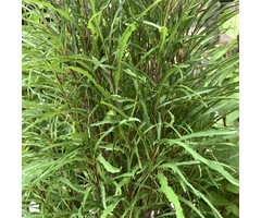 Vuilboom - Frangula alnus Fine Line