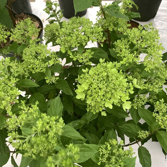 Pluimhortensia (Hydrangea paniculata 'Little Lime' )