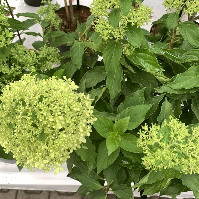 Hydrangea paniculata 'Little Spooky' - Pluimhortensia