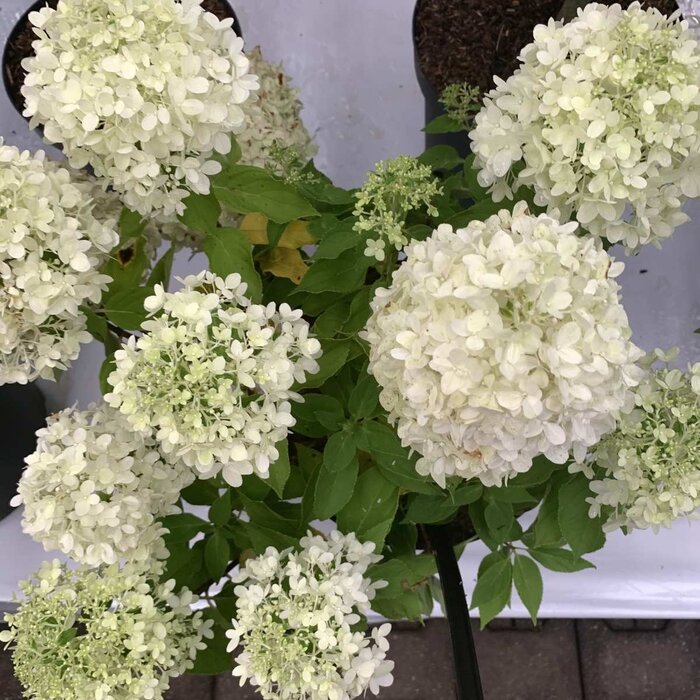 Hydrangea paniculata 'Little Spooky' - Pluimhortensia
