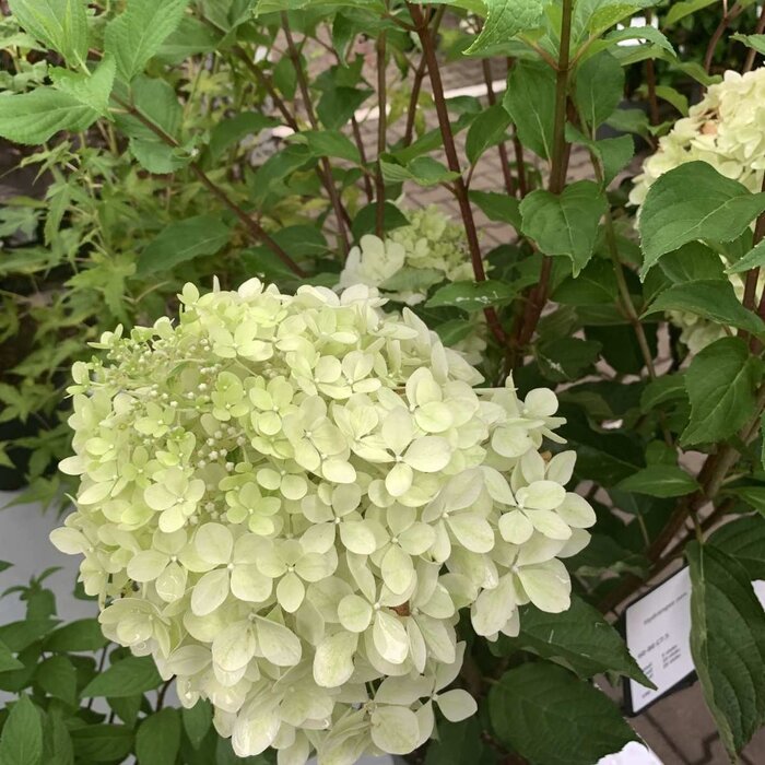 Pluimhortensia (Hydrangea paniculata 'Phantom')