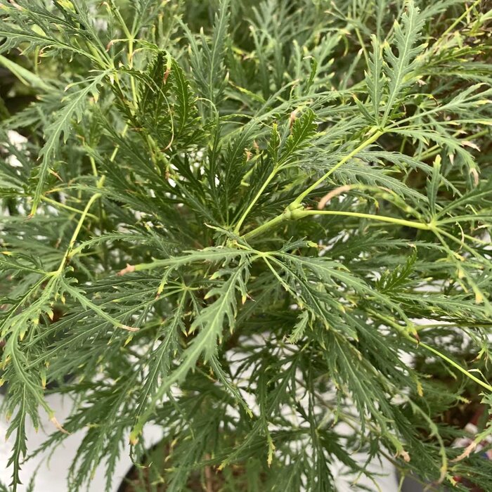 Japanse esdoorn op stam - Acer palmatum 'Dissectum'