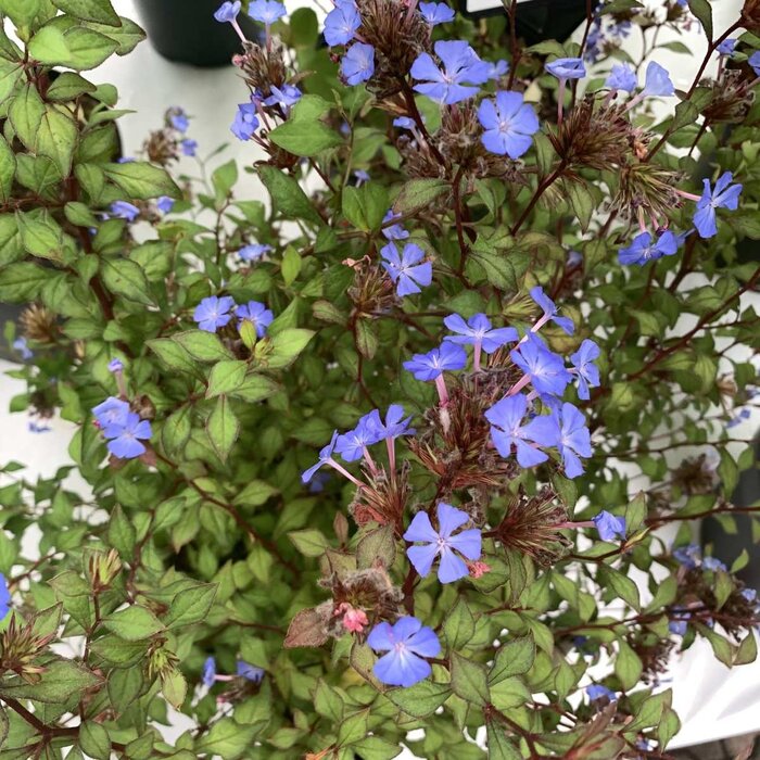 Loodkruid (Ceratostigma willmottianum)