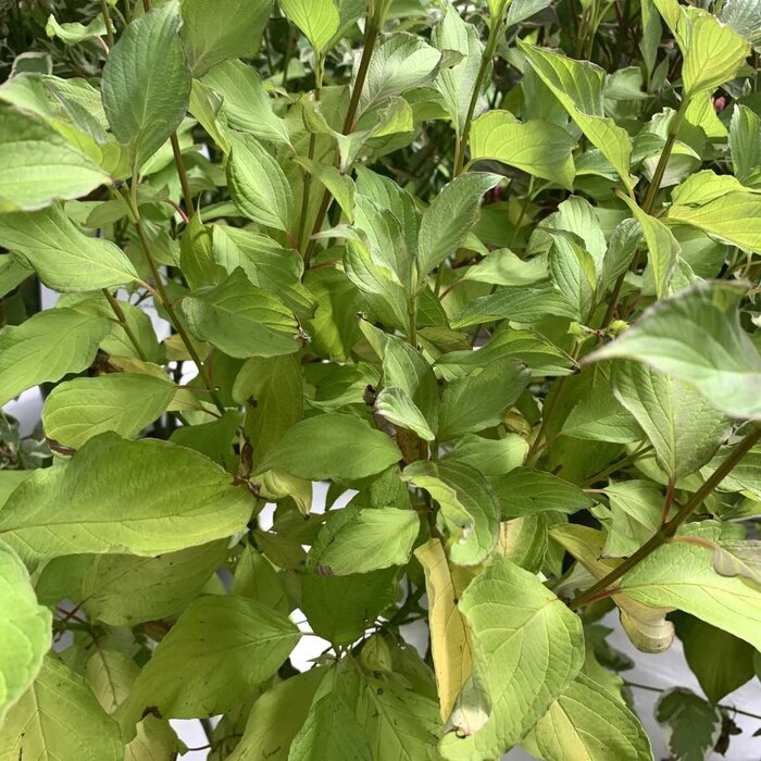 Witte kornoelje (Cornus alba 'Aurea' )