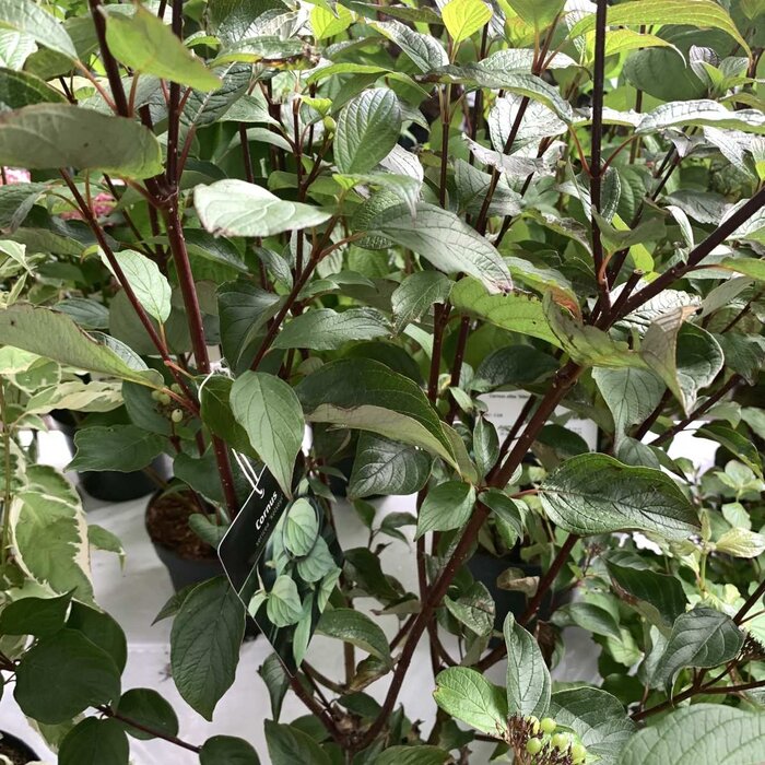 Cornus alba 'Kesselringii' - Witte kornoelje (Kale wortel)