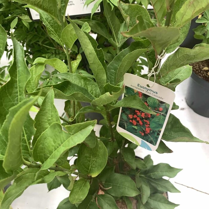 Kardinaalshoed (Euonymus europaeus )