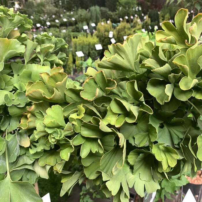 Japanse Notenboom - Ginkgo biloba 'Mariken'