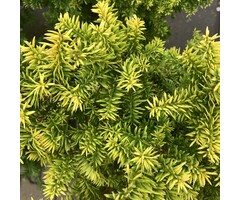 Taxus - Taxus baccata 'Semperaurea'