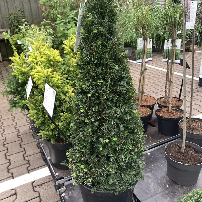 Taxus piramide - Taxus baccata (Pyramide)