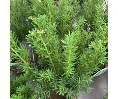 Taxus - Taxus media 'Farmen'