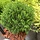 Dwergconifeer  - Thuja occidentalis 'Teddy'