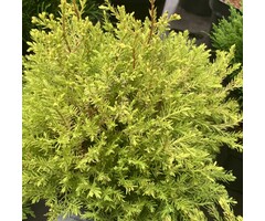 Westerse levensboom - Thuja occidentalis 'Rheingold'