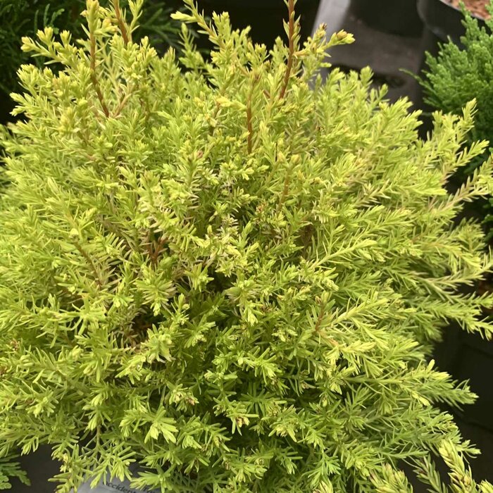 Westerse levensboom - Thuja occidentalis 'Rheingold'