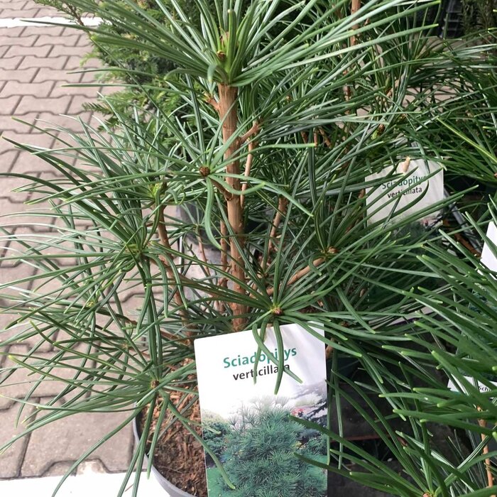 Japanse parapluden - Sciadopitys verticillata