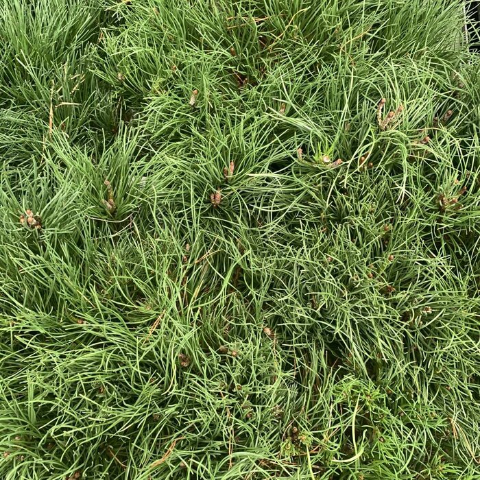 Dwergden - Pinus mugo mugo